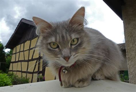 belles chattes|Vidéos belle